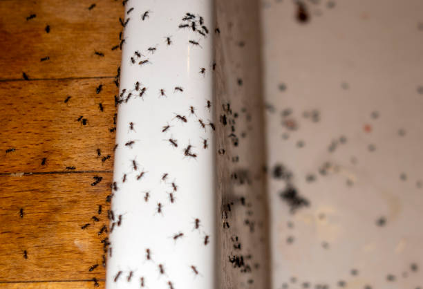 Best Flea Control Services  in Mount Vernon, NY
