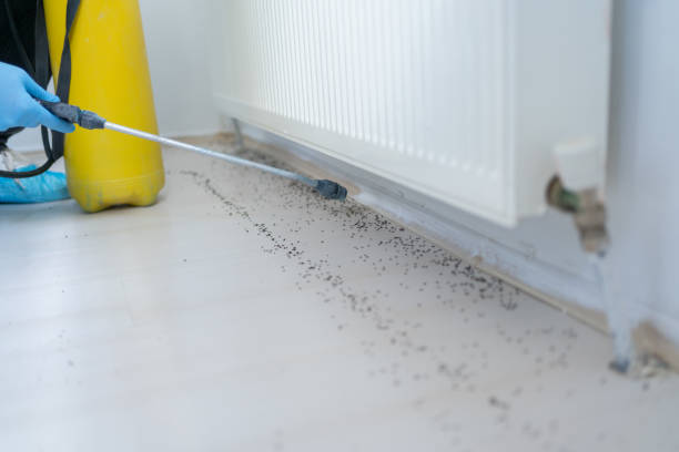 Trusted Mount Vernon, NY Pest Control Experts